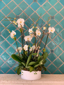 Orchids Arrangements 6