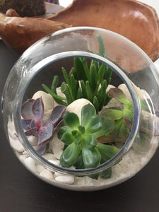 Glass Terrarium with Suculents