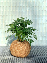 Load image into Gallery viewer, Schefflera Plant Kokedama