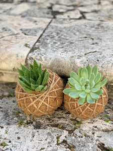 Succulent Arrangement Kokedama