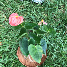 Load image into Gallery viewer, Anthurium Plant Kokedama / Anturio