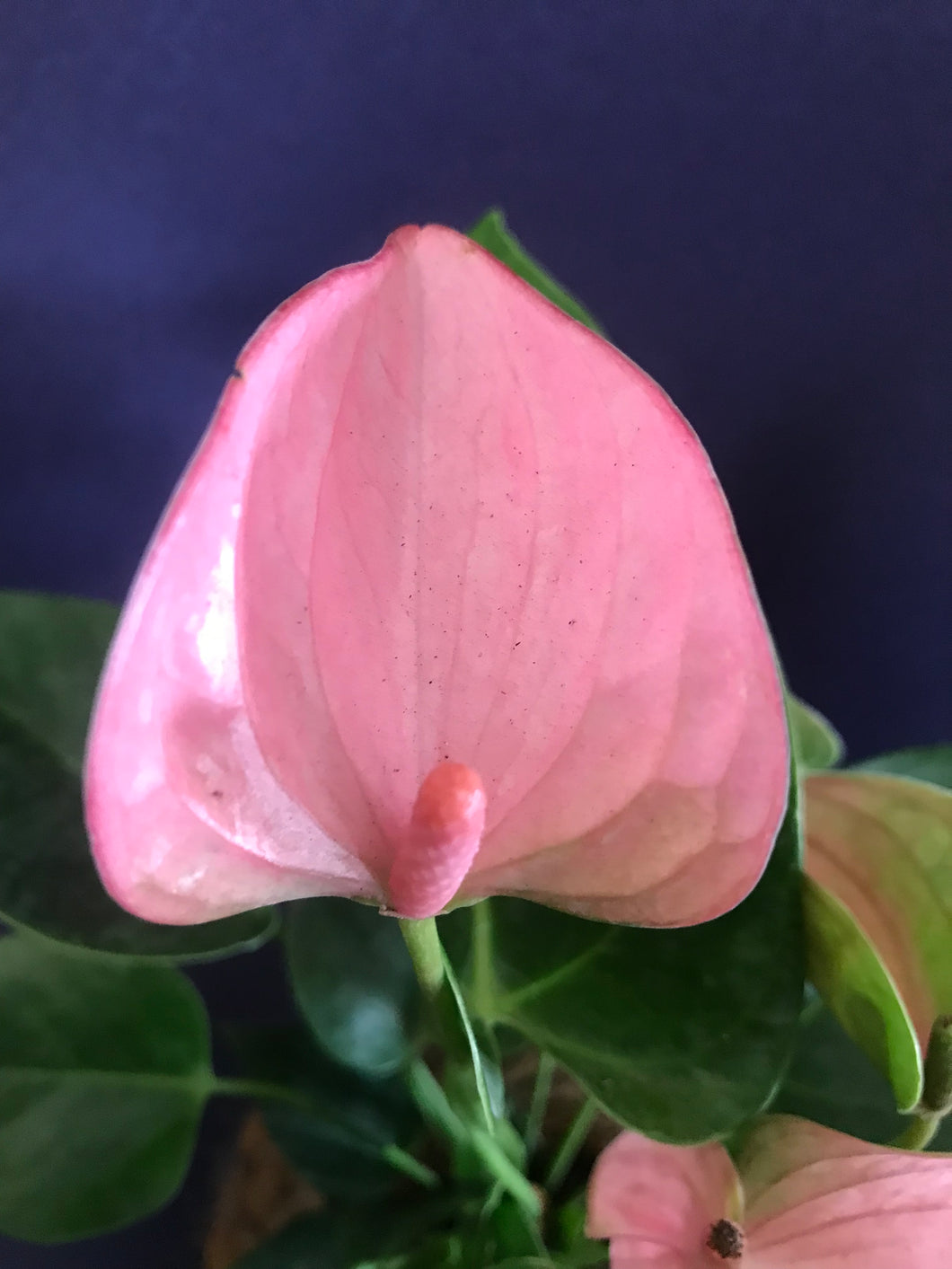 Anthurium Plant Kokedama / Anturio