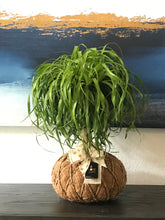 Load image into Gallery viewer, Ponytail Palm - Beaucarnea recurvata - Palma Botella Kokedama