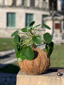 Pilea Chinese money  plant Kokedama