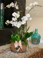 Load image into Gallery viewer, Orchids White Kokedama