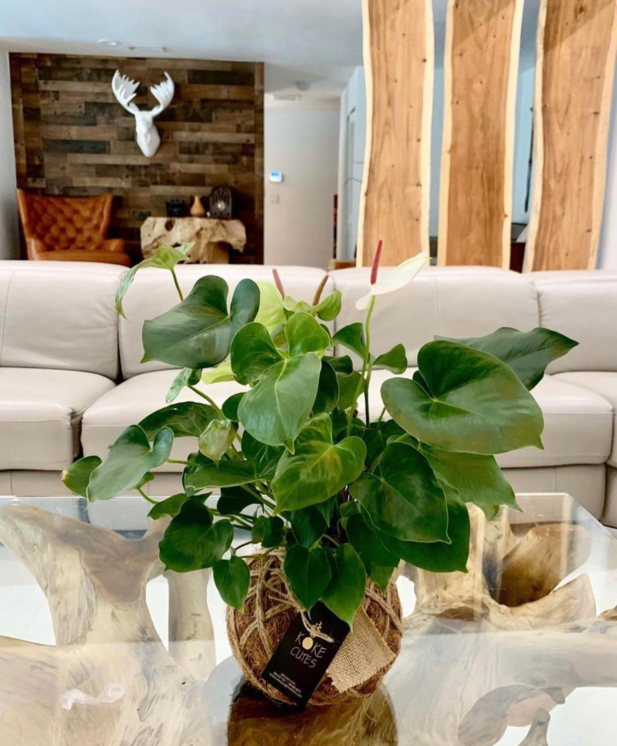anthurium kokedama care Anthurium Plant Kokedama / Anturio – KOKECUTES